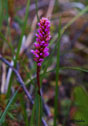 Polygonum viviparum 